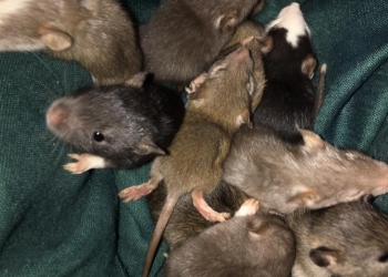 Продаю крысят