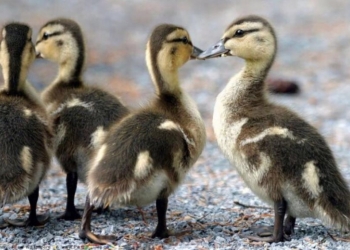 Домашняя птица. Суточный молодняк. Инкубатор Энем