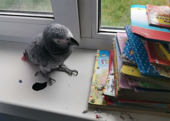 Продам попугая Жако