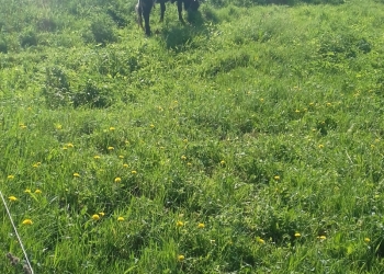 Продаю корову (6 телят)