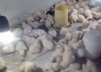 Циплята бройлер 14 дней!