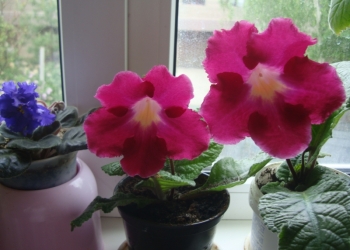 продам цветы