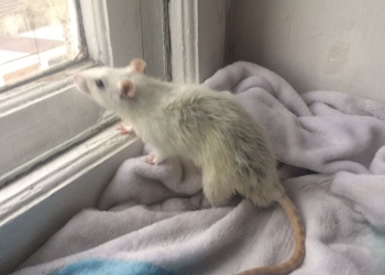 Крыса альбинос