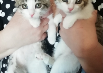 Котята в добрые руки