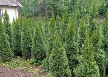 Туя Смарагд Германия