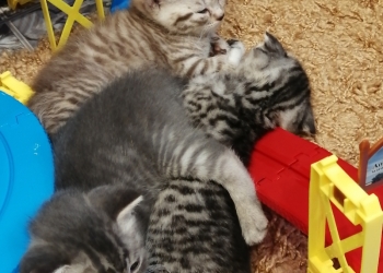Продам котят