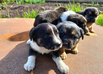 Отдам в хорошие руки