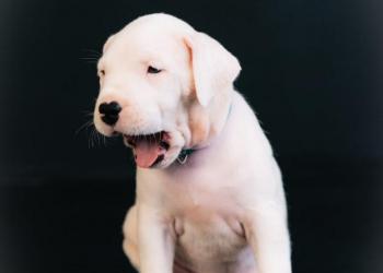 Аргентинский дог щенки