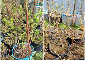 Саженцы Голубики