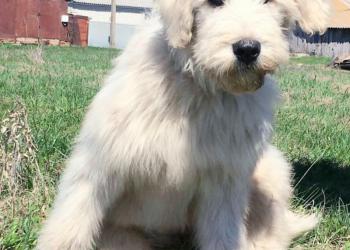 Щенок в ответственные руки