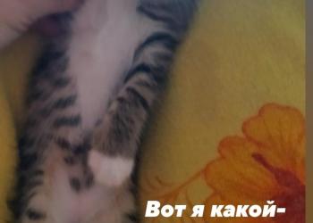 Нужен друг?