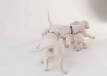 Аргентинский дог щенки