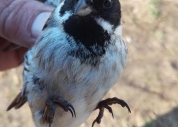 Поющая птица.