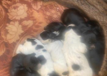 Продам щенков русского спаниэля