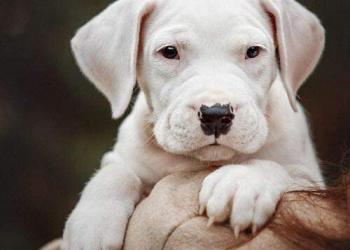 Аргентинский дог щенки