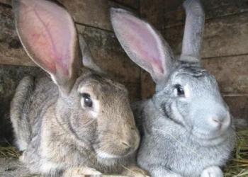 Продам кроликов