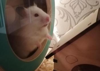 Хомяк с клеткой