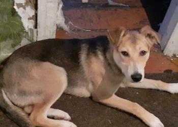 Собачка около года