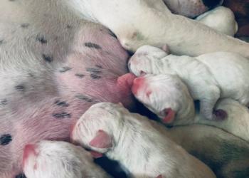 Аргентинский дог