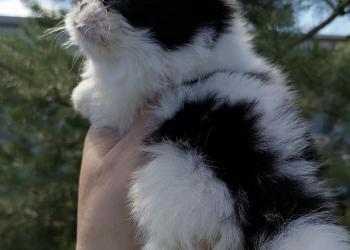 Японский Хин