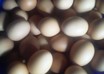 Продам яйца куриные, домашние, свежие.