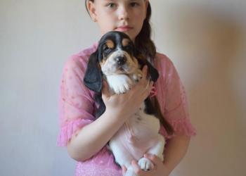 Щенки Бассет хаунда