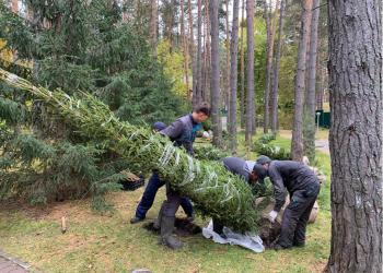 Обслуживание зеленых насаждений