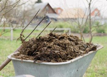 Отдам навоз срочно бесплатно