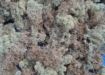 мох кладония