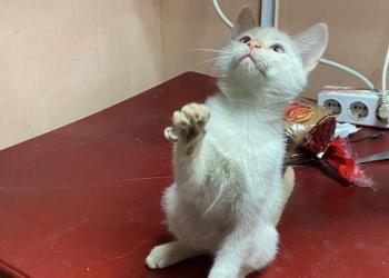 Котенок
