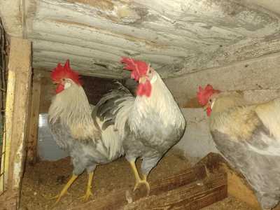 Легорны ИЗОБЕЛЛА