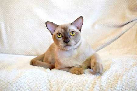 Бурманскиий ласковый котик