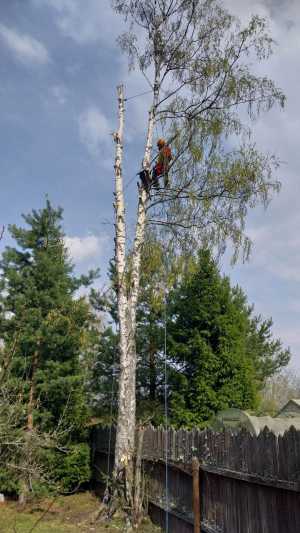 Спил аварийных деревьев.