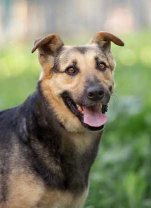 Чудесная собачка Фима ищет дом.