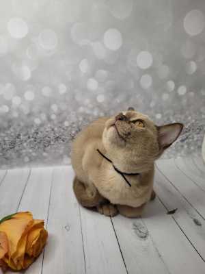 Бурманские котята