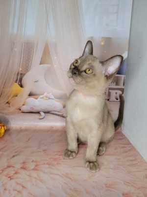 Бурманские котята