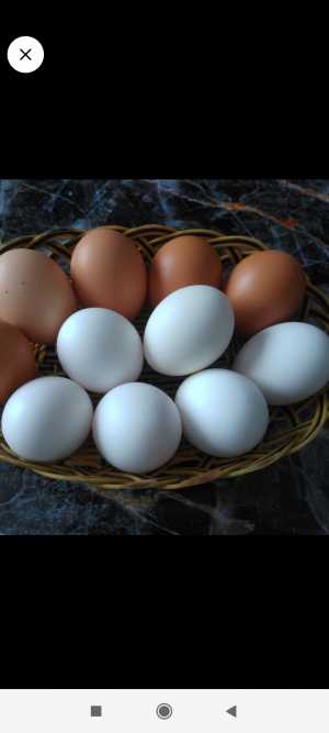 Куриные яйца