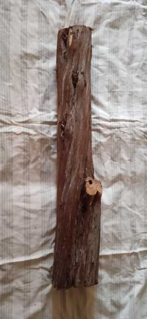 Ствол можжевельника