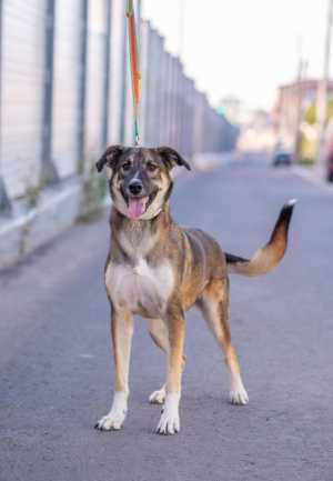 Замечательная собака Любаша ждет своего друга и компаньона!