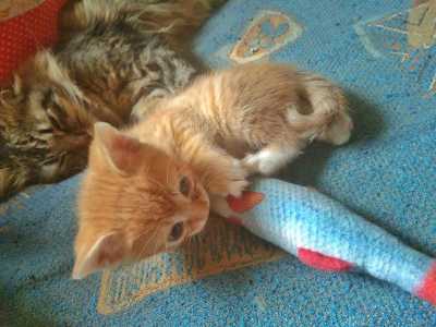 Пасхальные котята ищут добрые руки и дом.
