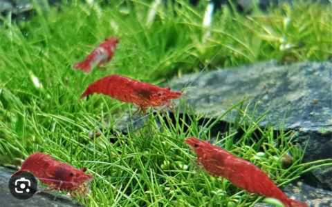 Креветки аквариумные вишни