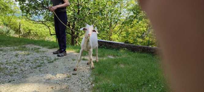 Козы на продажу