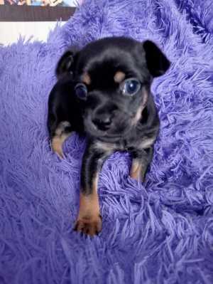 Мини той- терьер