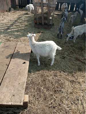 Козы и козлята