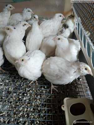 Домашняя птица