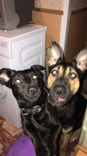 В добрые руки