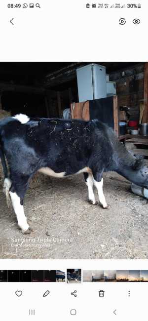 Продам телку