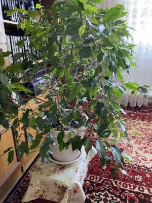 Фикус Бенджамина