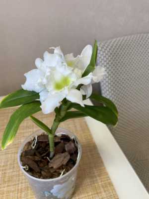 Орхидея дендробиум