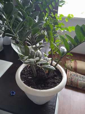 Замиокулькас